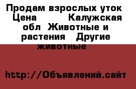 Продам взрослых уток › Цена ­ 700 - Калужская обл. Животные и растения » Другие животные   